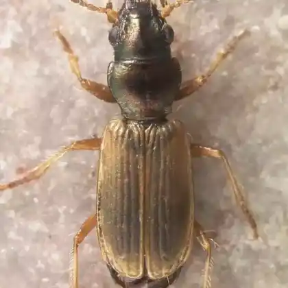 Foto von  (Cillenus lateralis)