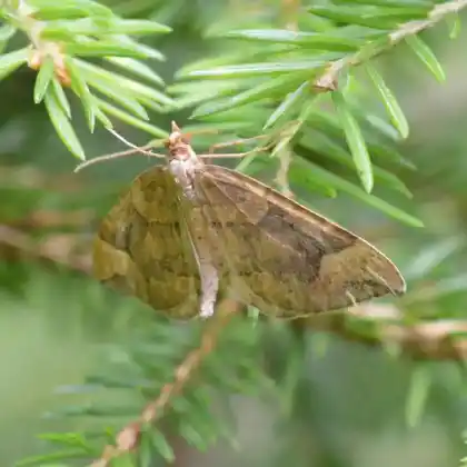 Foto von Weiden-Haarbüschelspanner (Eulithis populata)