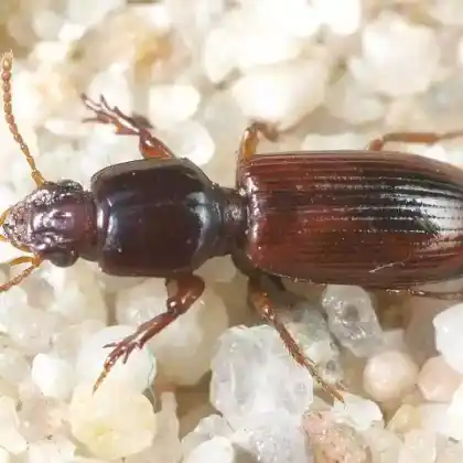 Foto von  (Clivina collaris)