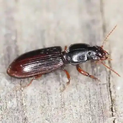 Foto von Schwarzbrauner Fingerkäfer (Clivina fossor)