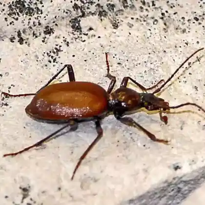 Foto von  (Cychrus angustatus)