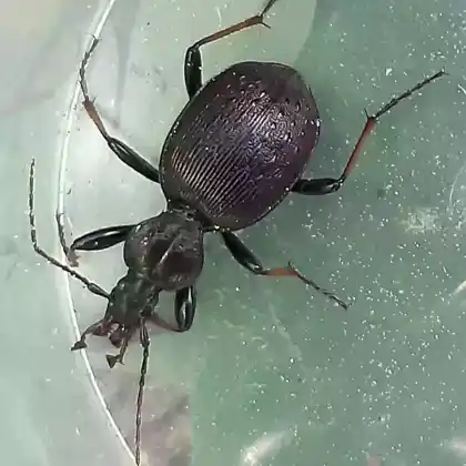 Foto von Gestreifter Schaufelläufer (Cychrus attenuatus)