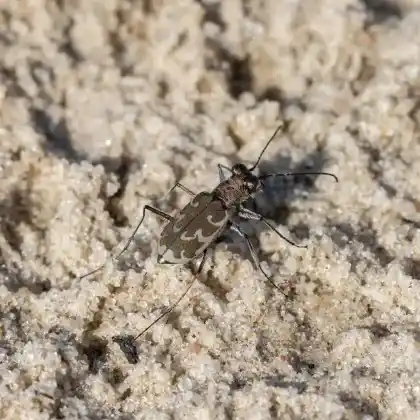 Foto von Wiener Sandlaufkäfer (Cylindera arenaria)
