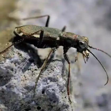Foto von Deutscher Sandlaufkäfer (Cylindera germanica)