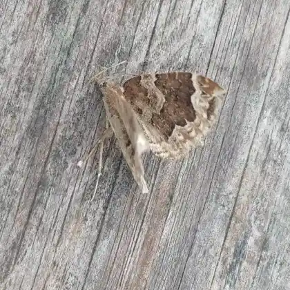 Foto von Brauner Haarbüschelspanner (Eulithis prunata)