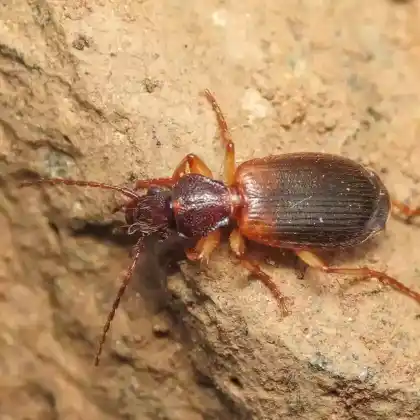 Foto von  (Cymindis vaporariorum)