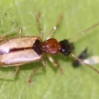 Foto von Schwarzköpfiger Scheunenkäfer (Demetrias atricapillus)