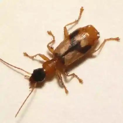 Foto von  (Demetrias imperialis)