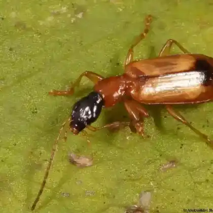 Foto von  (Demetrias monostigma)