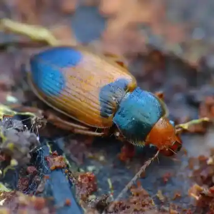Foto von  (Diachromus germanus)