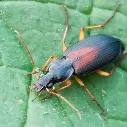 Foto von  (Dolichus halensis)