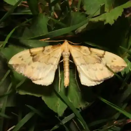 Foto von Labkraut-Haarbüschelspanner (Eulithis pyraliata)