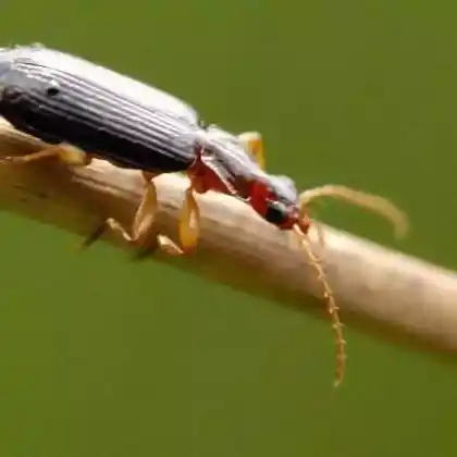 Foto von Dunkelbrauner Rennkäfer (Dromius agilis)