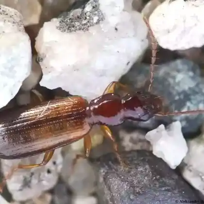 Foto von  (Dromius angustus)
