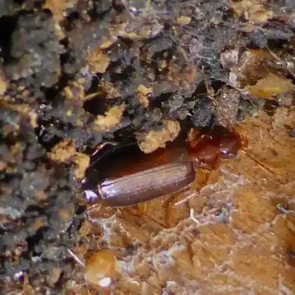 Foto von  (Dromius meridionalis)