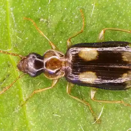 Foto von Vierfleckiger Rennkäfer (Dromius quadrimaculatus)