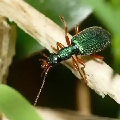 Foto von  (Drypta dentata)