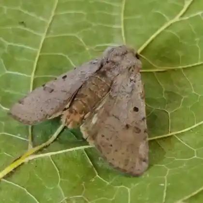 Foto von Veränderliche Herbsteule (Agrochola lychnitis)