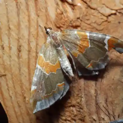 Foto von Johannisbeer-Haarbüschelspanner (Eulithis pyropata)
