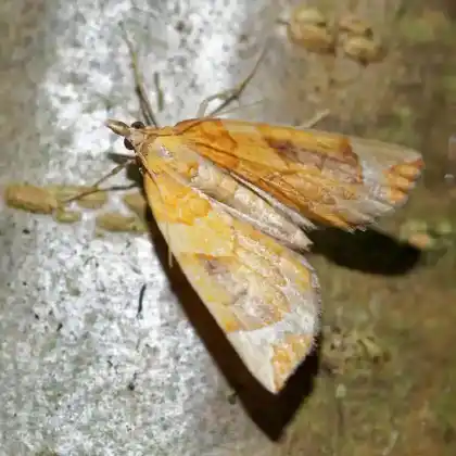 Foto von Zwergstrauch-Haarbüschelspanner (Eulithis testata)