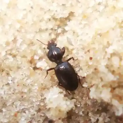 Foto von  (Dyschirius intermedius)