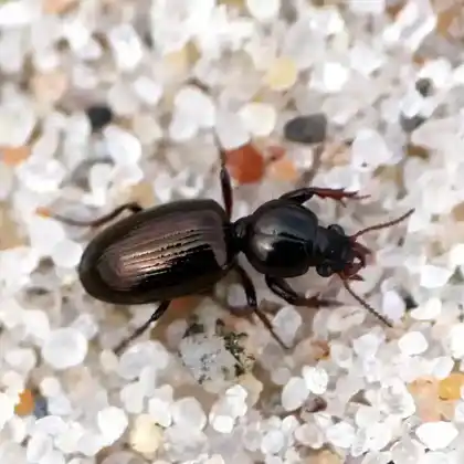 Foto von Glänzender Handkäfer (Dyschirius thoracicus)