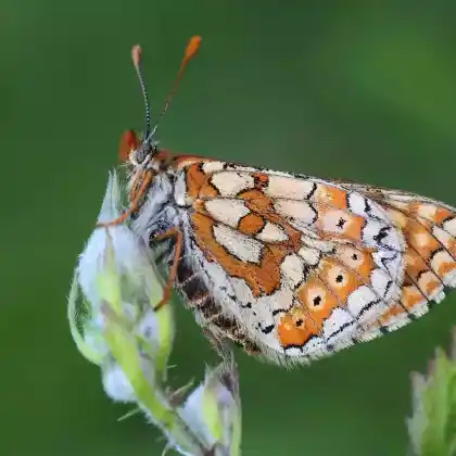 Foto von Abbiß-Scheckenfalter (Euphydryas aurinia)