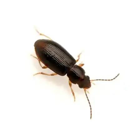 Foto von  (Elaphropus parvulus)