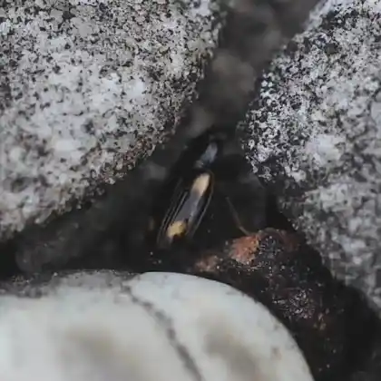 Foto von  (Elaphropus quadrisignatus)