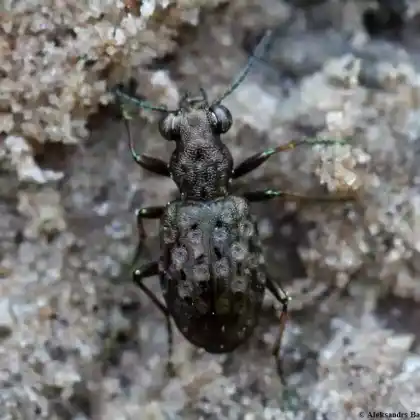 Foto von  (Elaphrus aureus)
