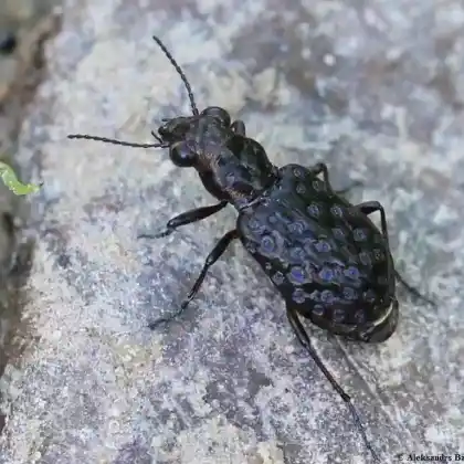 Foto von Bronzefarbener Raschkäfer (Elaphrus cupreus)