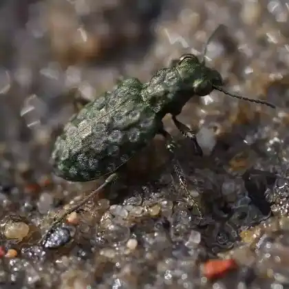 Foto von Gemeiner Raschkäfer (Elaphrus riparius)