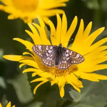 Foto von Veilchen-Scheckenfalter (Euphydryas cynthia)