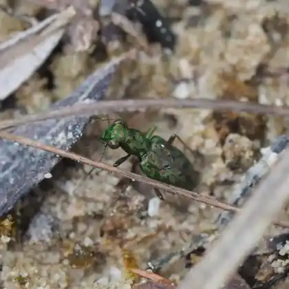 Foto von  (Elaphrus ullrichii)