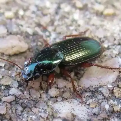 Foto von  (Harpalus affinis)