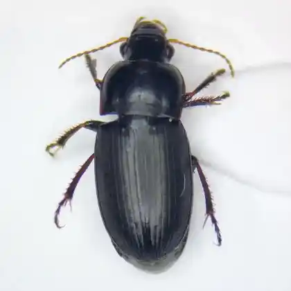 Foto von  (Harpalus anxius)