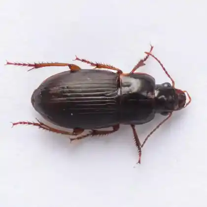Foto von  (Harpalus autumnalis)