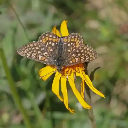 Foto von Hochalpen-Scheckenfalter (Euphydryas glaciegenita)