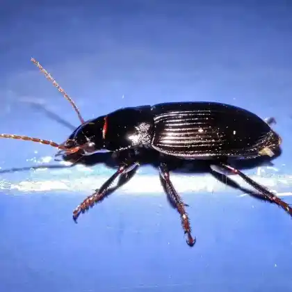 Foto von  (Harpalus calceatus)