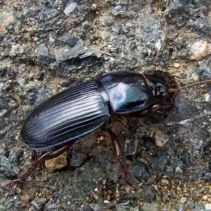 Foto von  (Harpalus caspius)