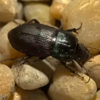 Foto von  (Harpalus dimidiatus)