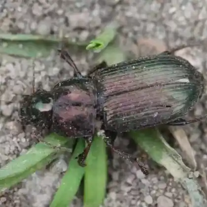 Foto von  (Harpalus distinguendus)