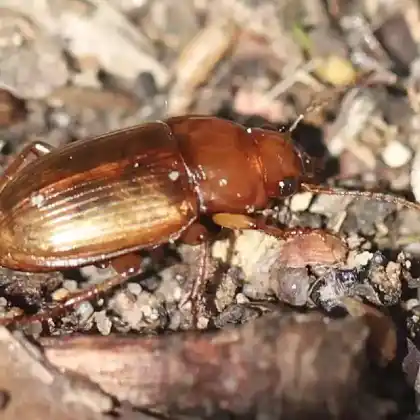 Foto von  (Harpalus flavescens)