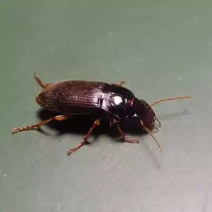 Foto von  (Harpalus griseus)