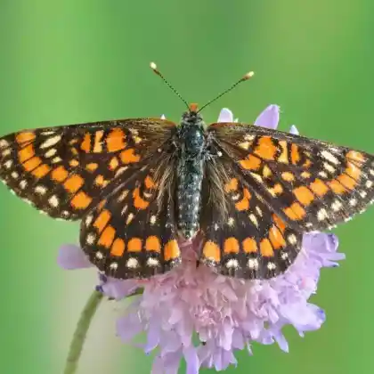 Foto von Maivogel (Euphydryas maturna)
