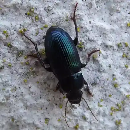 Foto von  (Harpalus honestus)