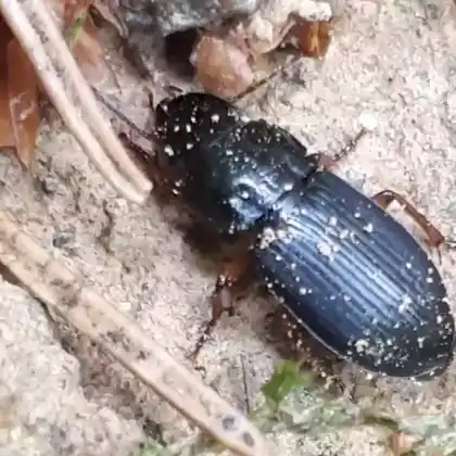 Foto von  (Harpalus laevipes)