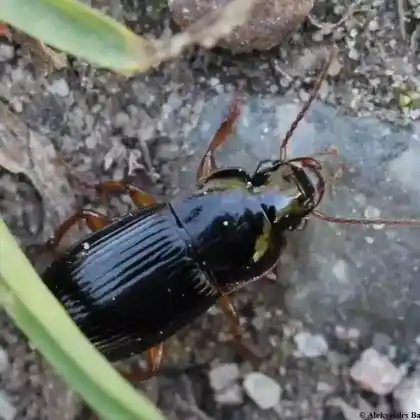 Foto von Schwarzglänzender Schnellläufer (Harpalus latus)