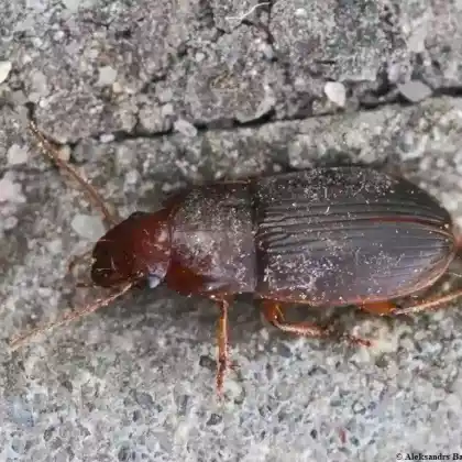Foto von  (Harpalus luteicornis)