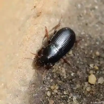 Foto von  (Harpalus pumilus)